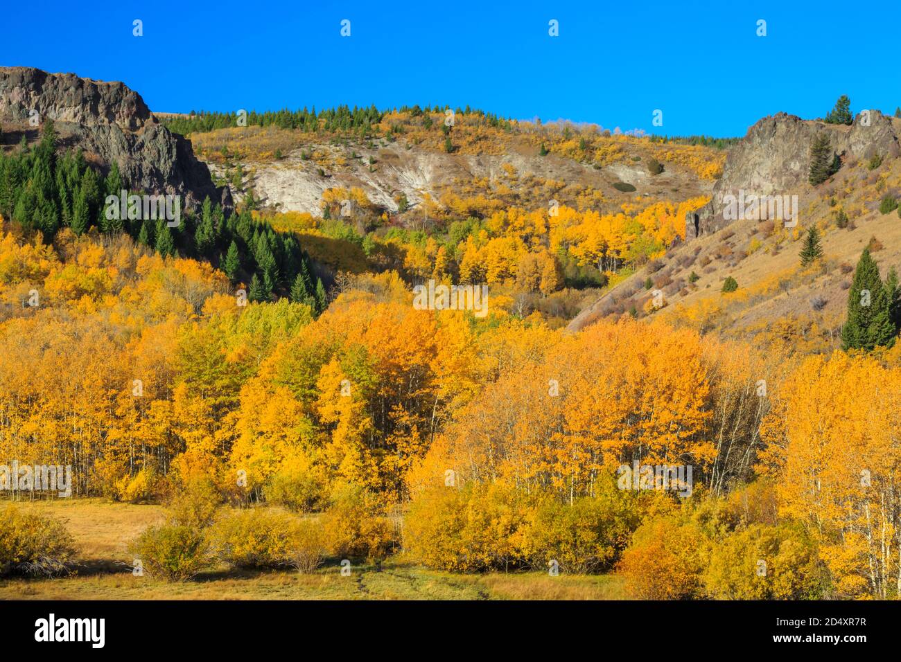 aspen in colore autunnale ai piedi delle colline sopra la valle del torrente mulino vicino anaconda, montana Foto Stock