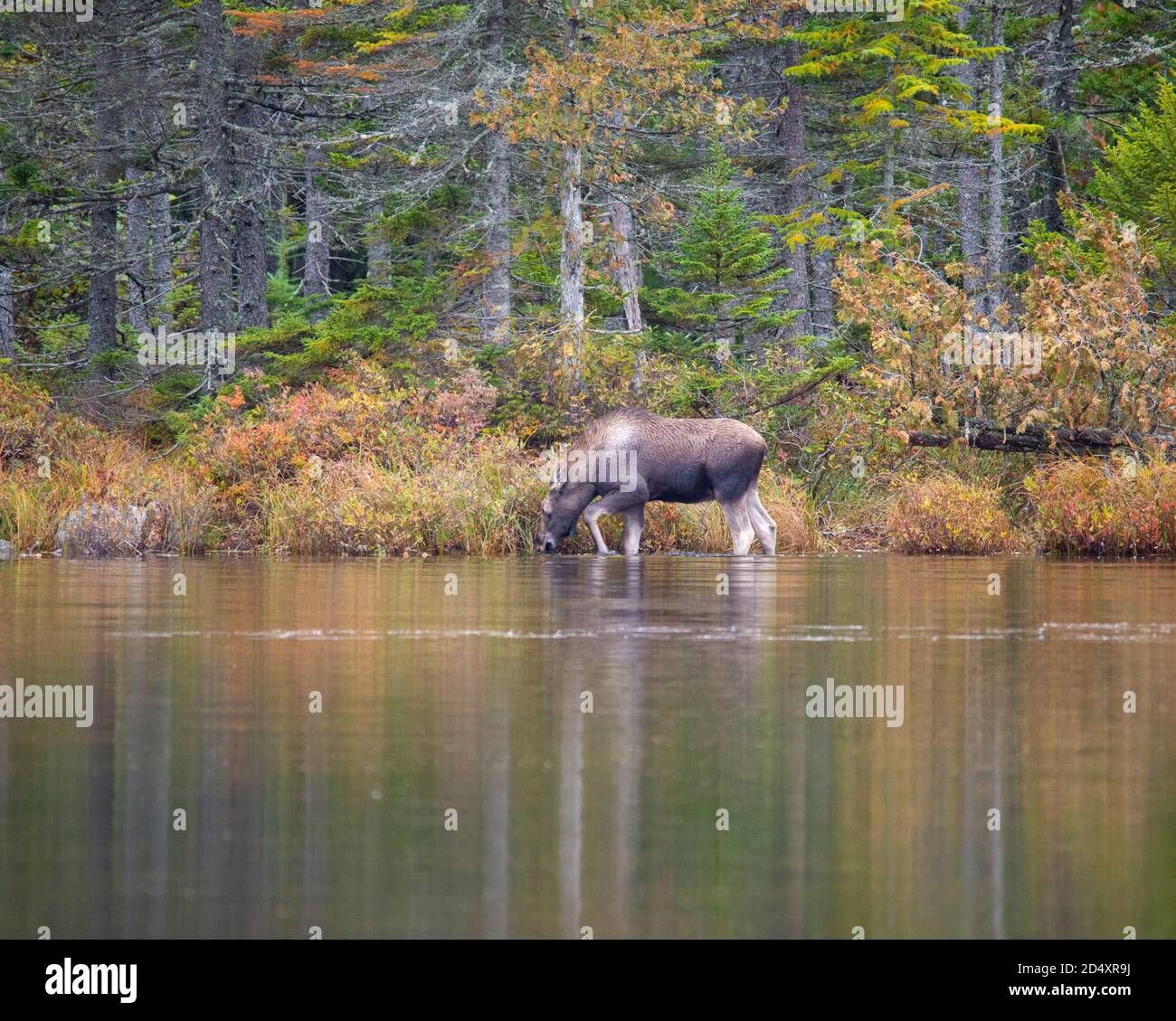 Moose Wading in Sandy Pond, Baxter state Park Maine durante la Fogy Fall Day. Foto Stock