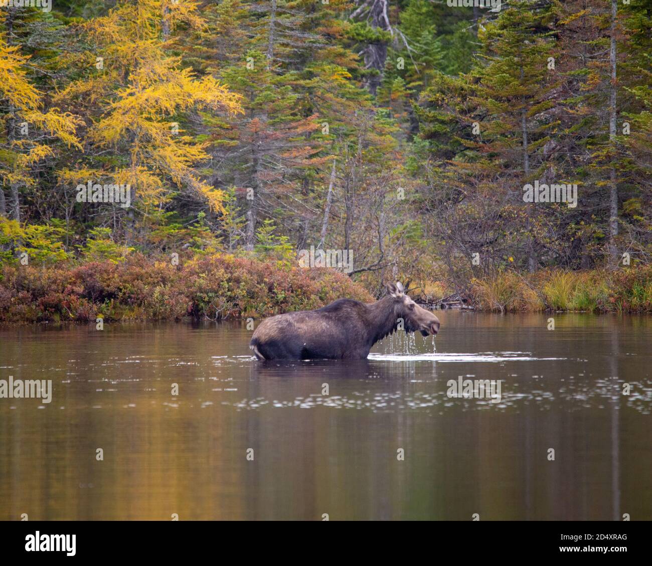 Moose Wading in Sandy Pond, Baxter state Park Maine durante la Fogy Fall Day. Foto Stock