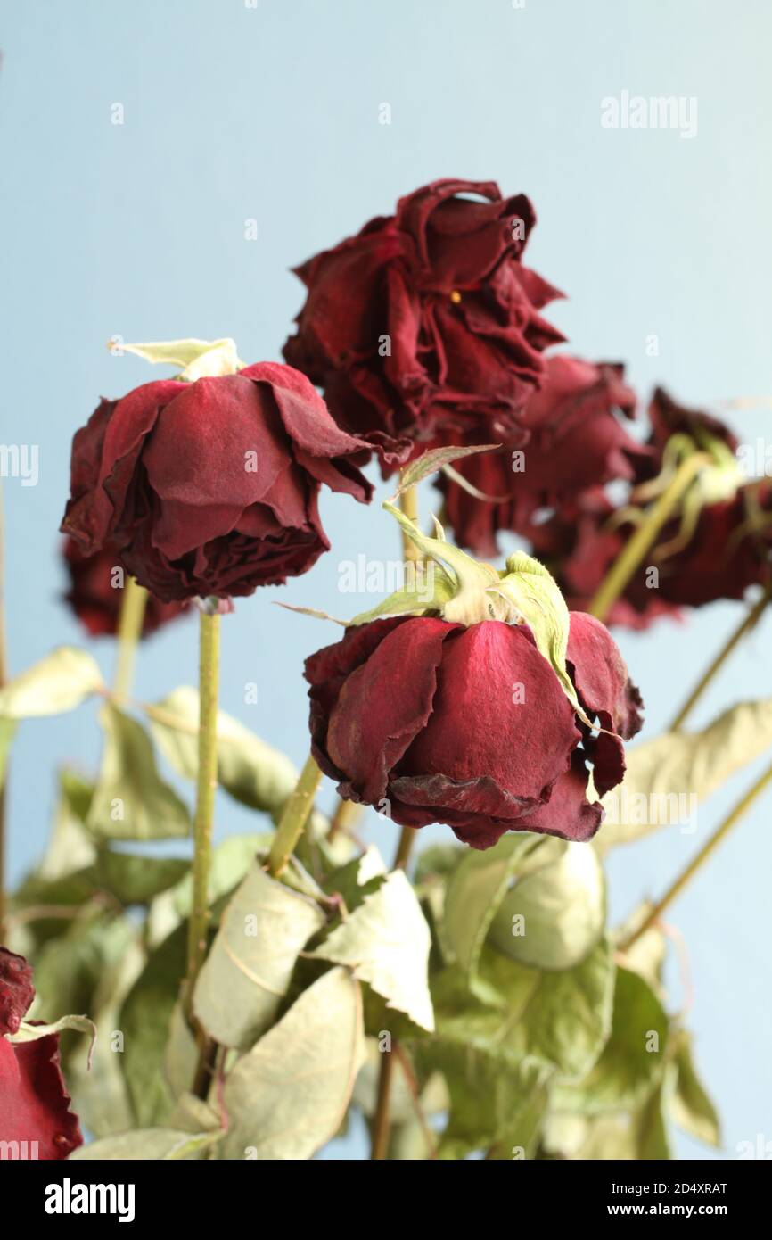 Rose rosse essiccate su sfondo azzurro. Primo piano Foto Stock