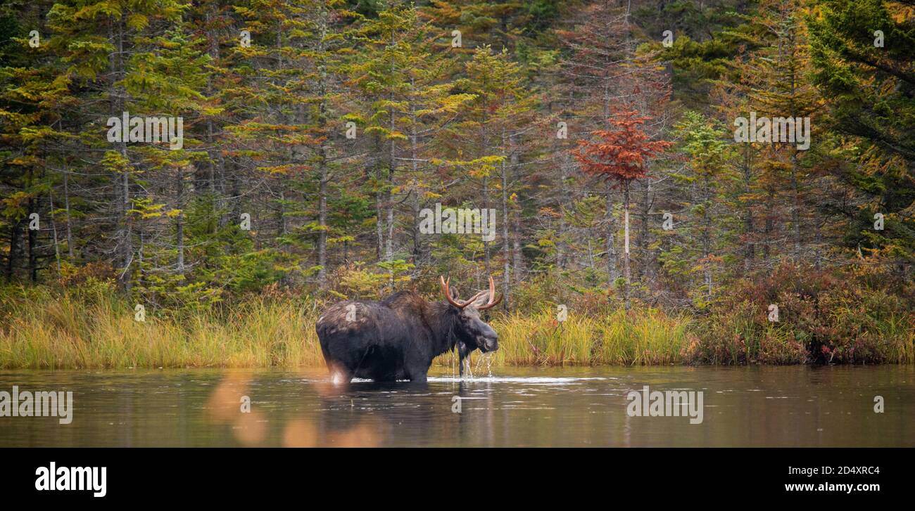 Moose Wading in Sandy Pond, Baxter state Park Maine durante il foggy Fall Day. Foto Stock