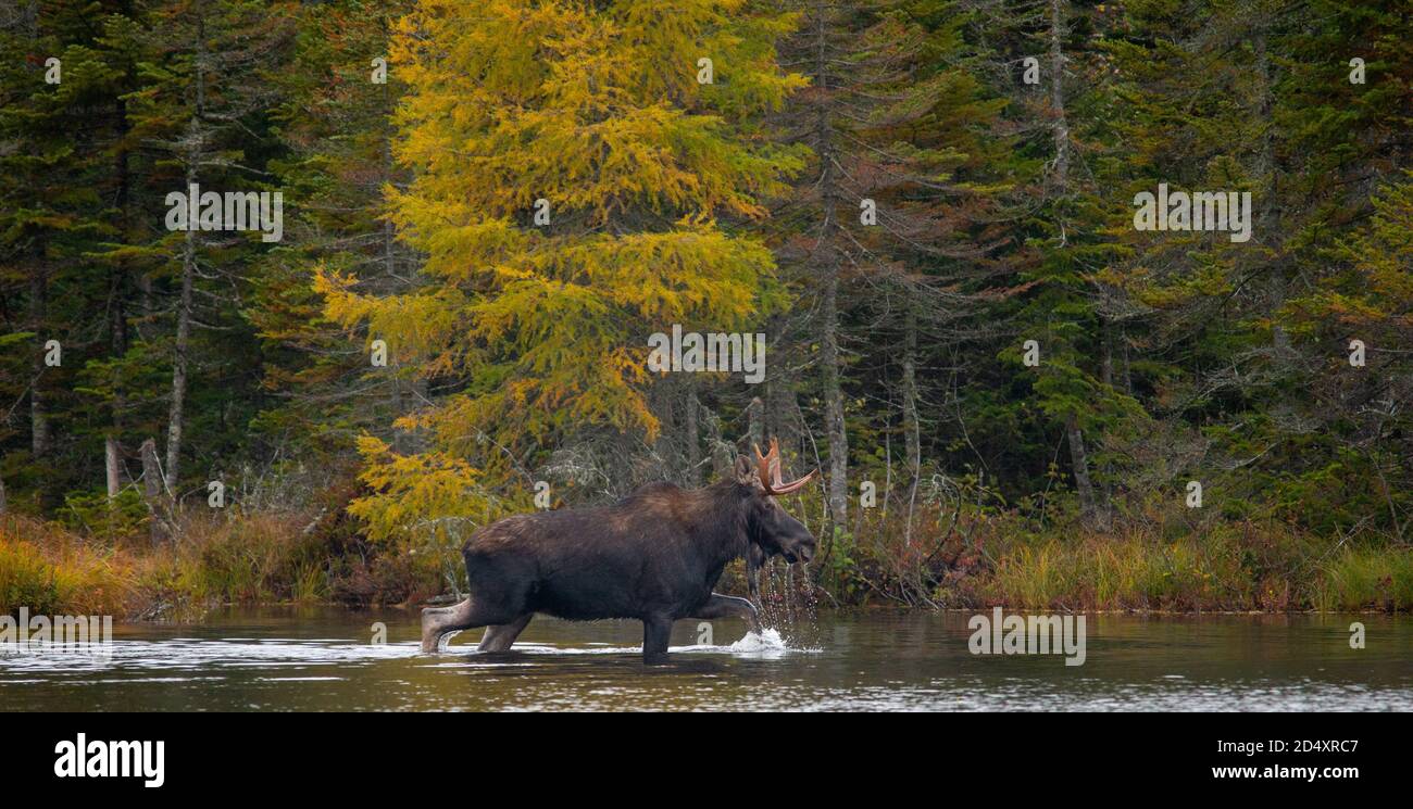 Moose Wading in Sandy Pond, Baxter state Park Maine durante il foggy Fall Day. Foto Stock