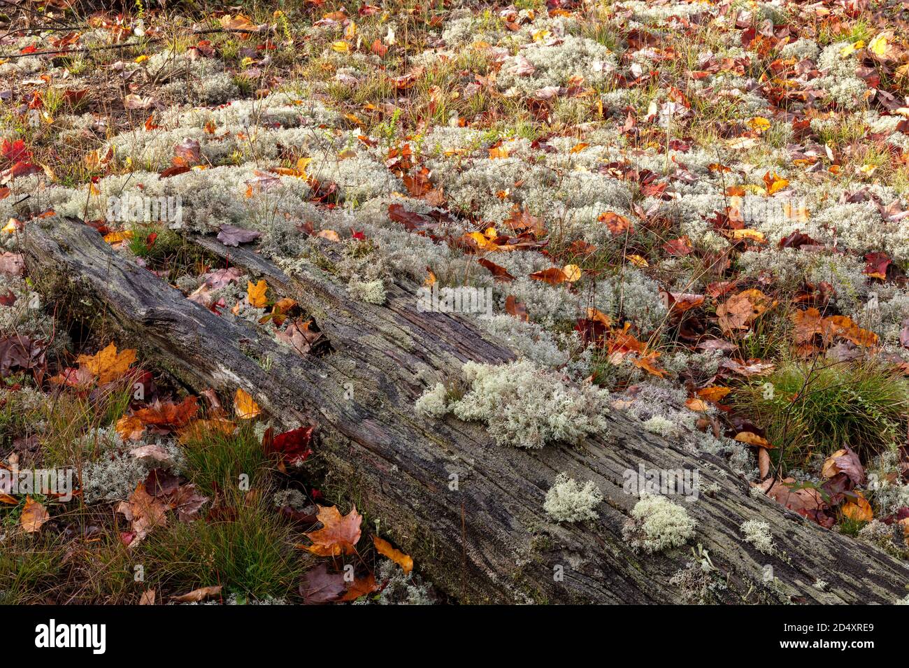 Renna Lichen (Cladonia rangiferina), N. Michigan, USA, di James D Coppinger/Dembinsky Photo Assoc Foto Stock