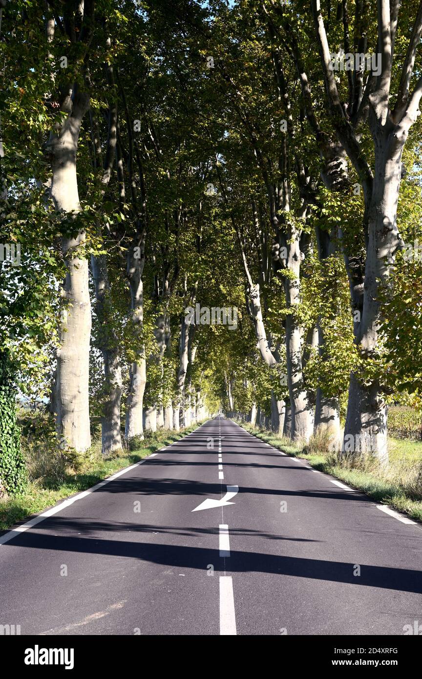 Francia, Languedoc Roussillon, platani fiancheggiati strada Foto Stock