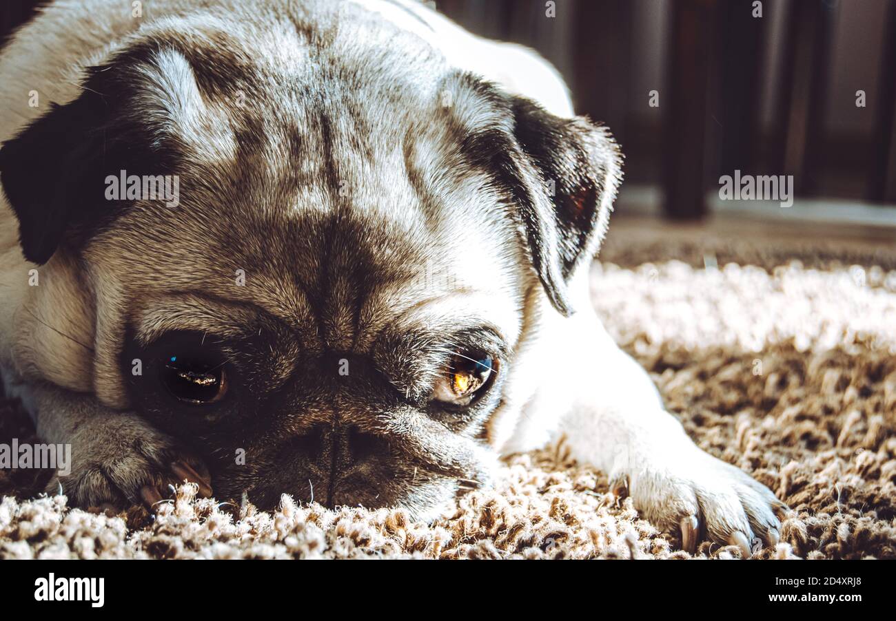 Closeup femminile del cane del pug sull'espressione del viso, cute adulto Canis lupus familiaris a casa in nero e bianco colori che si posa sul morbido tappeto, bello Foto Stock