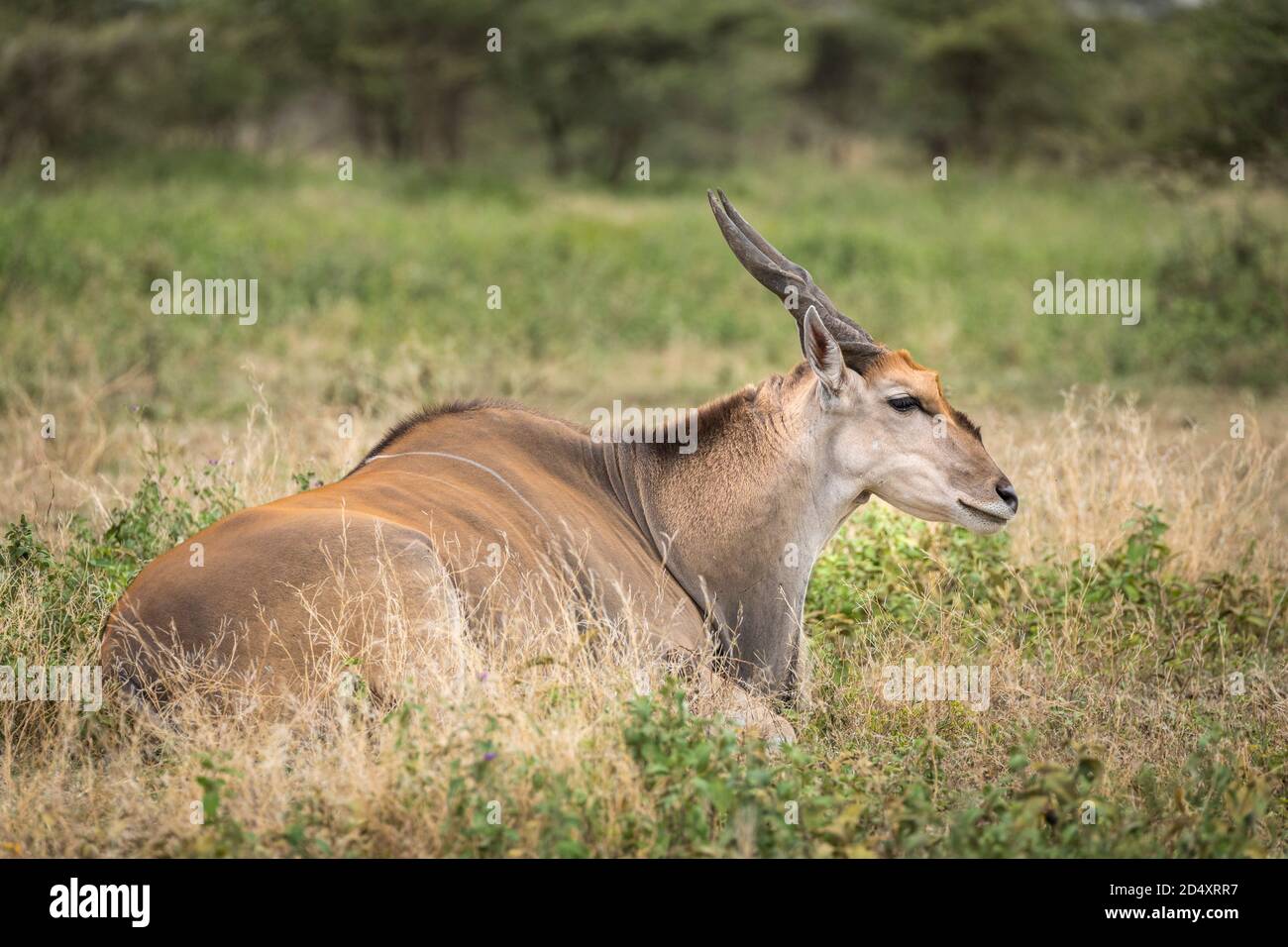 Antilope di Eland giacente in erba con la testa in su dentro Ndutu in Tanzania Foto Stock