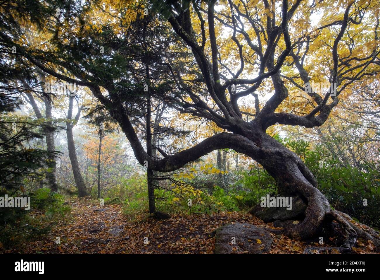 Albero mistico su Mountains-to-Sea Trail, vicino a Craggy Gardens, Blue Ridge Parkway, Asheville, North Carolina, Stati Uniti Foto Stock