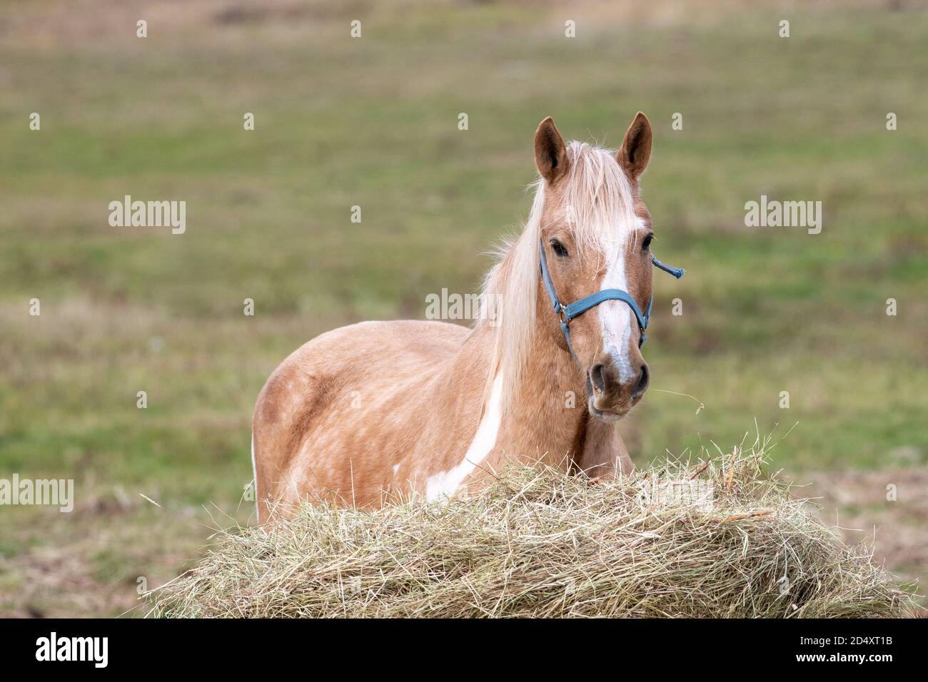 Un cavallo adulto con i capelli di colore marrone e una striscia bianca attraverso la metà del viso del cavallo. L'animale domestico ha orecchie appuntite e occhi scuri. Foto Stock