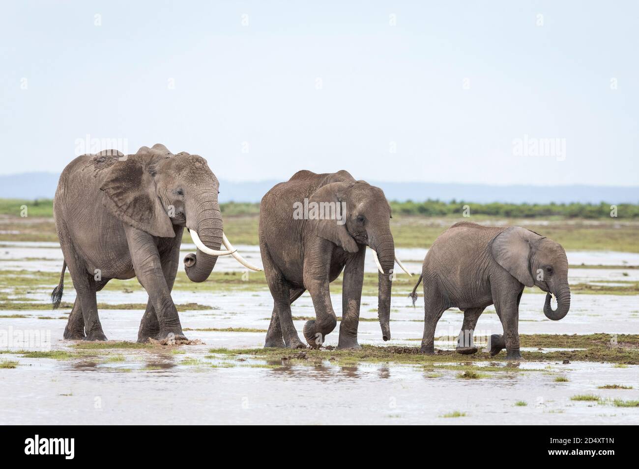 Mandria di elefanti che cammina in pianure bagnate e fangose di Amboseli Parco Nazionale in Kenya Foto Stock