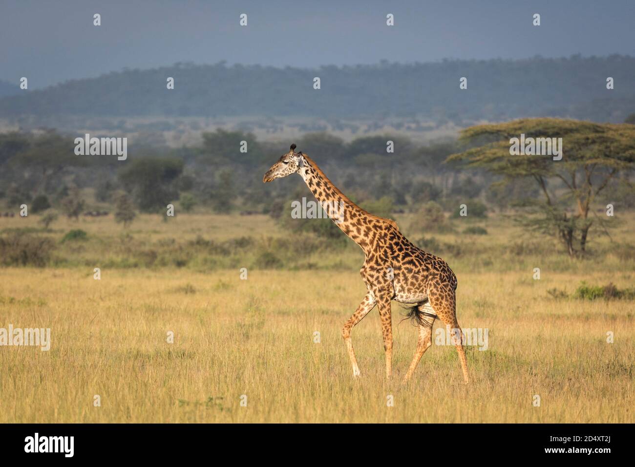 Giraffe femmina che cammina in erba gialla al mattino luce del sole in Serengeti in Tanzania Foto Stock