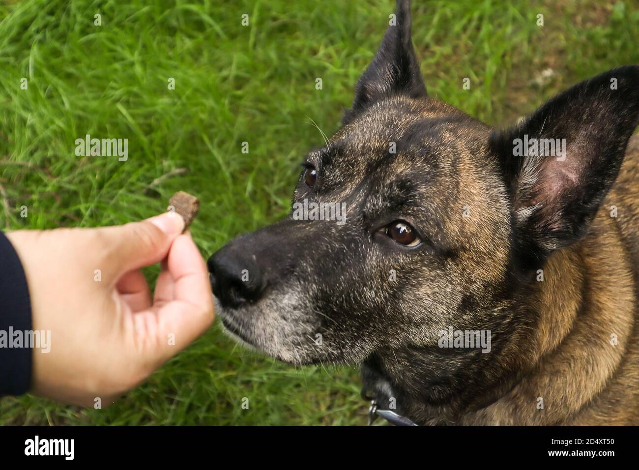 cane marrone con strisce che presta la massima attenzione anche una mano con un piacere Foto Stock