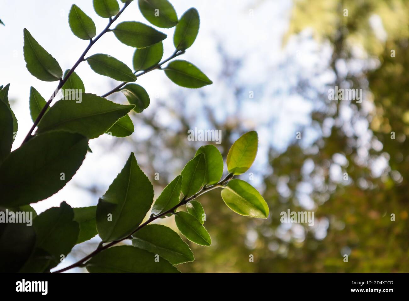 nuovi rami verdi che raggiungono su e fuori verso il blured alberi e cielo Foto Stock
