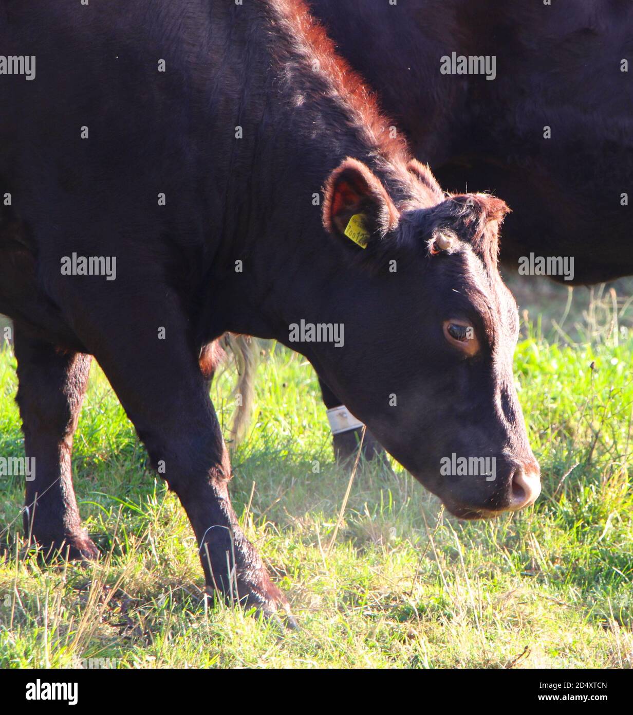Primo piano di un taurus del Red poll Cattle Bos con fiato in una fredda mattinata di ottobre Riddlesdown Surrey Inghilterra Regno Unito Foto Stock