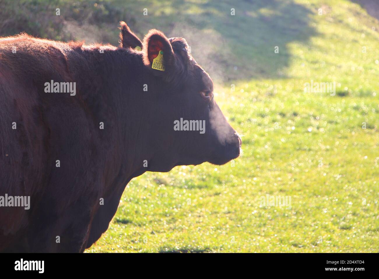 Primo piano di un taurus del Red poll Cattle Bos con fiato in una fredda mattinata di ottobre Riddlesdown Surrey Inghilterra Regno Unito Foto Stock