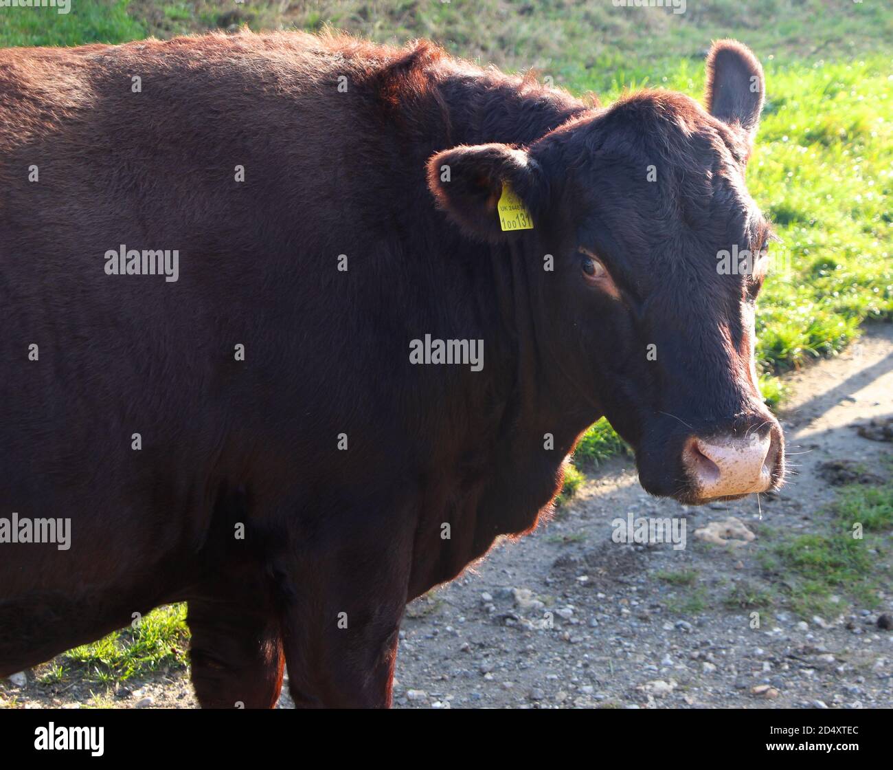 Primo piano di un taurus del Red poll Cattle Bos con fiato in una fredda mattinata di ottobre Riddlesdown Surrey Inghilterra Regno Unito Foto Stock