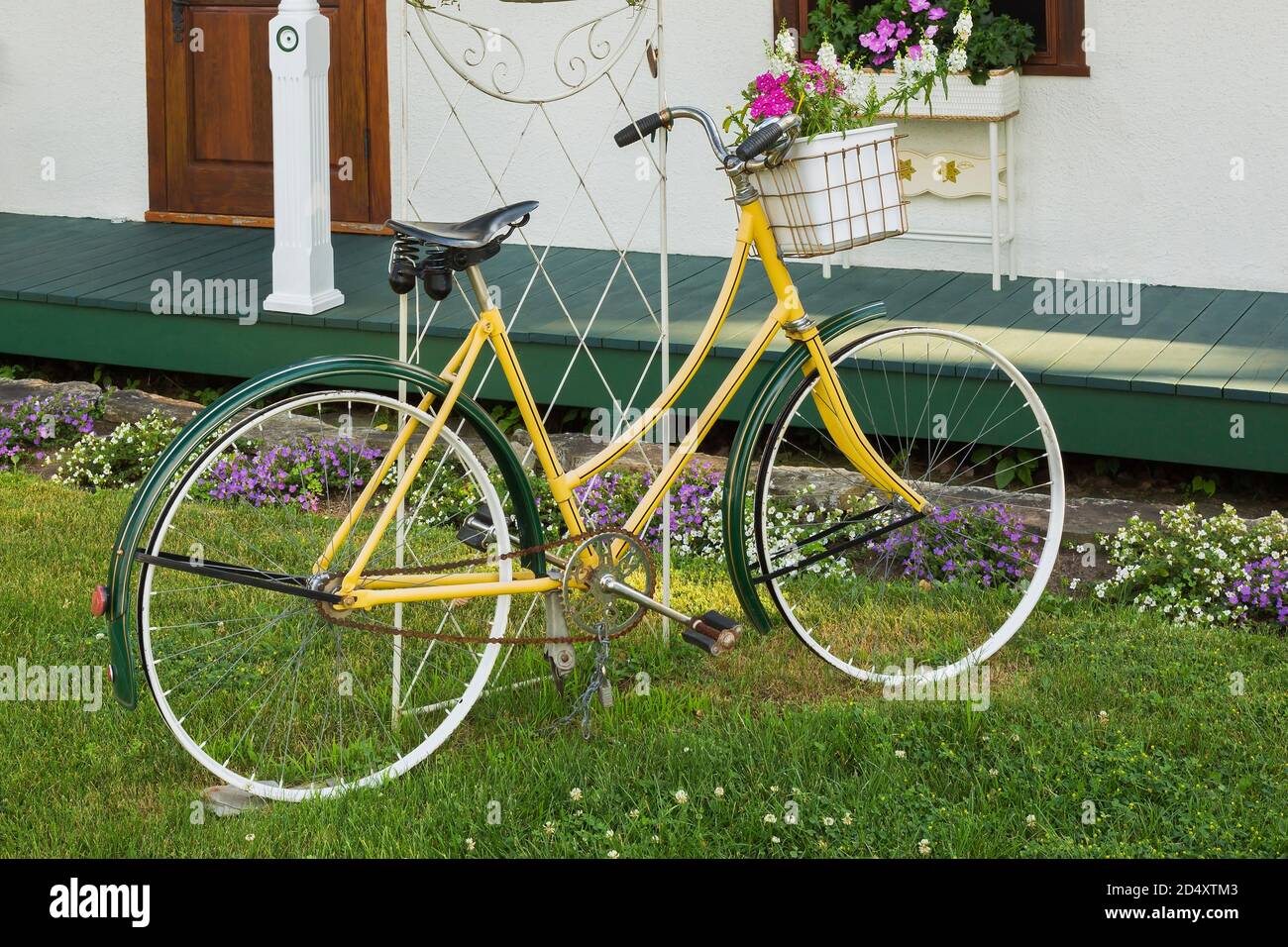 Bicicletta decorativa gialla e verde vintage con cesto di fiori bianchi  contenente fiori rosa annui in cortile di fronte in estate Foto stock -  Alamy