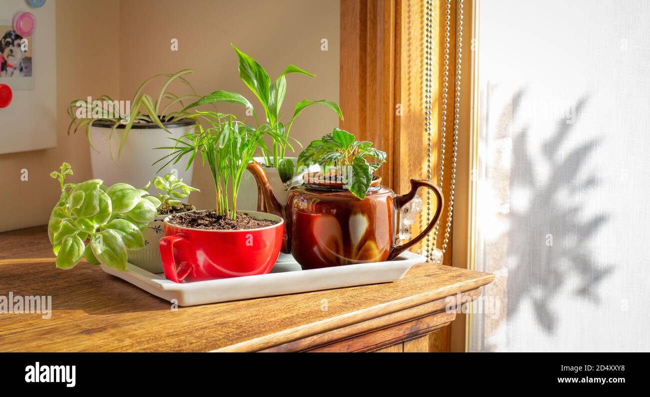 Piante di casa coltivate in tazze riciclate, tazza e tisane esposte su un vassoio vicino a una finestra soleggiata, riciclare, riutilizzare, ciclo di vita sostenibile Foto Stock