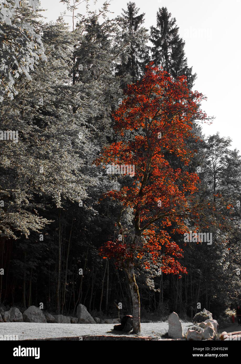 Rosso foglia albero solo colore in una foto di parco all'aperto Foto Stock