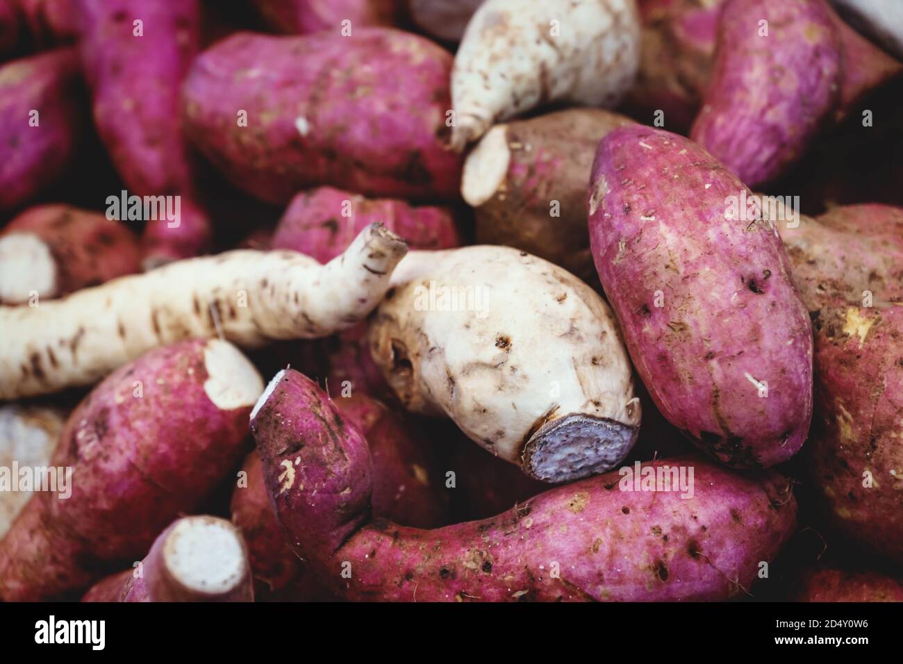 Dettaglio di un mucchio di patate dolci viola e verdure a radice bianca in un mercato locale a Merida, Yucatan, Messico Foto Stock