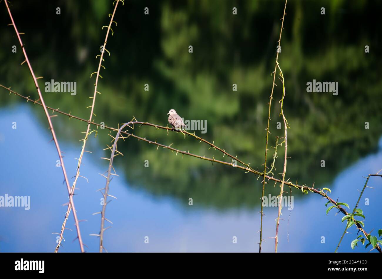 Tipico paesaggio lussureggiante del Parco Nazionale di Chagres che circonda la Madden Lago Foto Stock