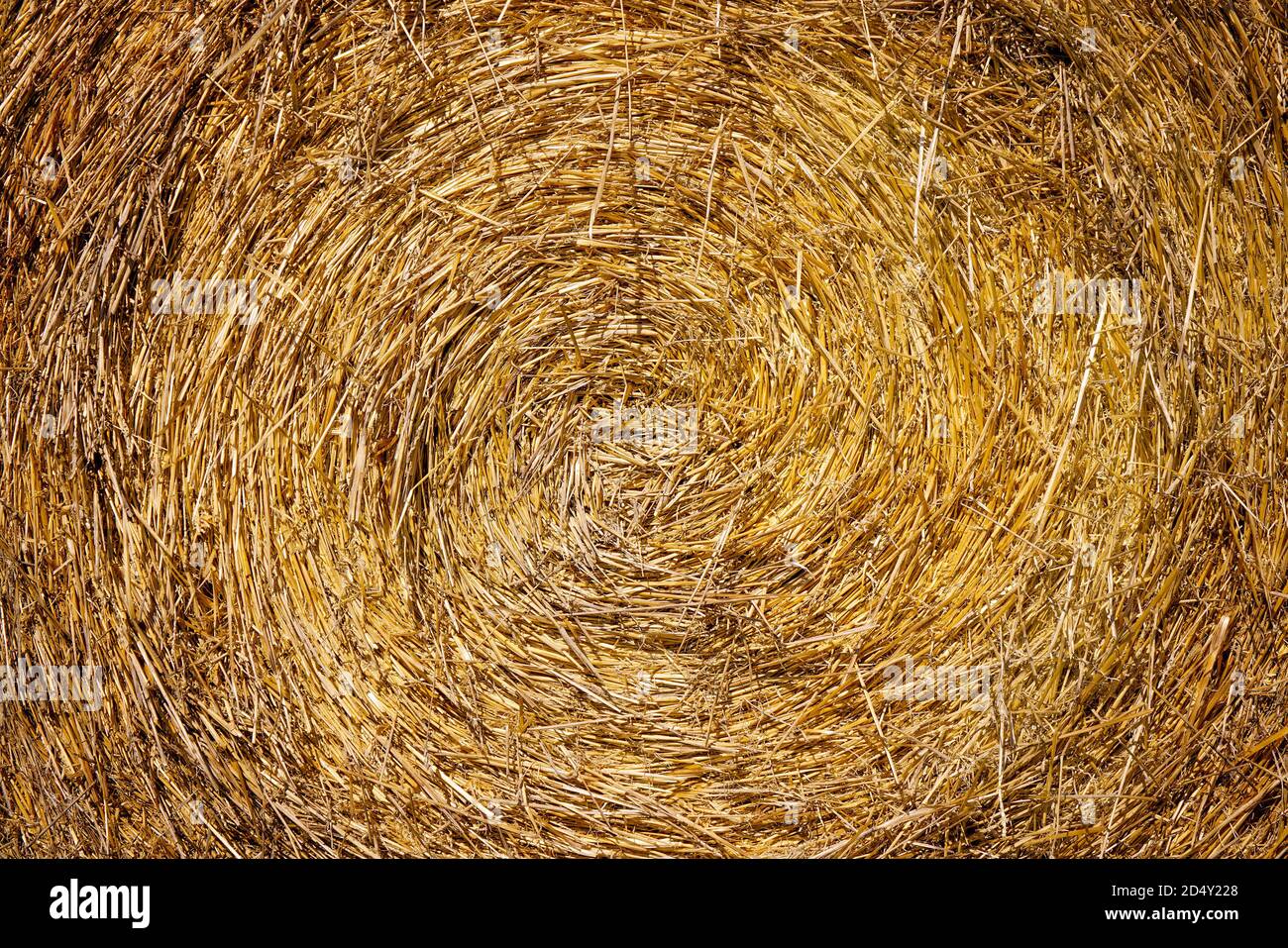 Primo piano della balla di fieno arrotolata in una spirale modello su un'azienda agricola Foto Stock