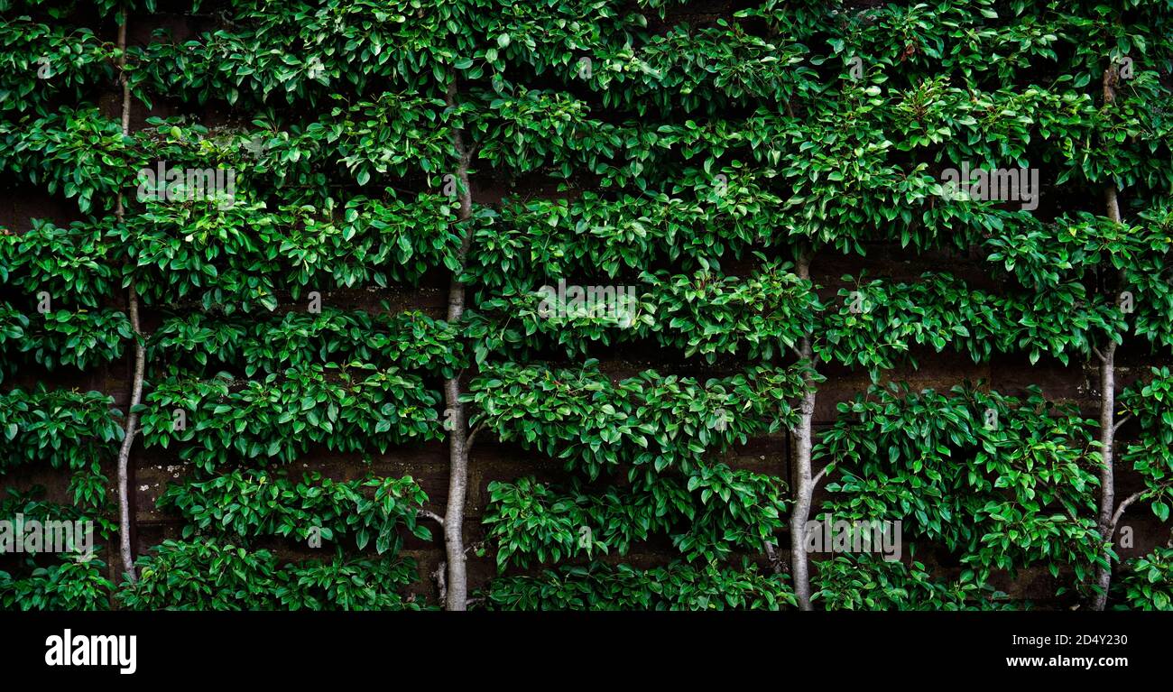 Foglie verdi che crescono su una vite su un muro di pietra curata e rifinita in un giardino all'inglese Foto Stock