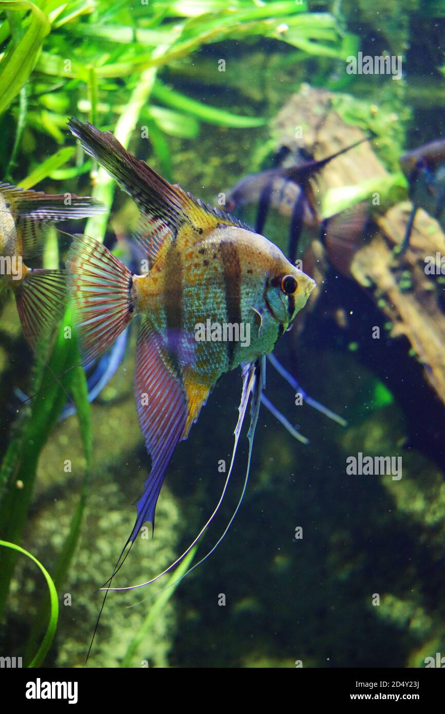 Pesce angelo d'acqua dolce in una vasca con vegetazione verde dietro di essa. Foto Stock