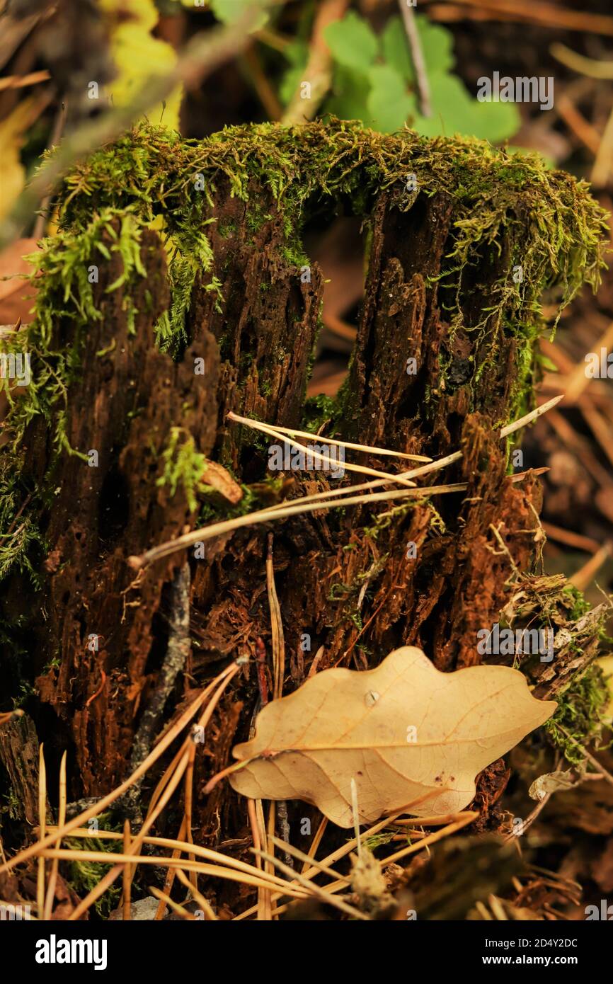 Muschio verde su un vecchio decrepito pezzo di legno dentro una foresta Foto Stock