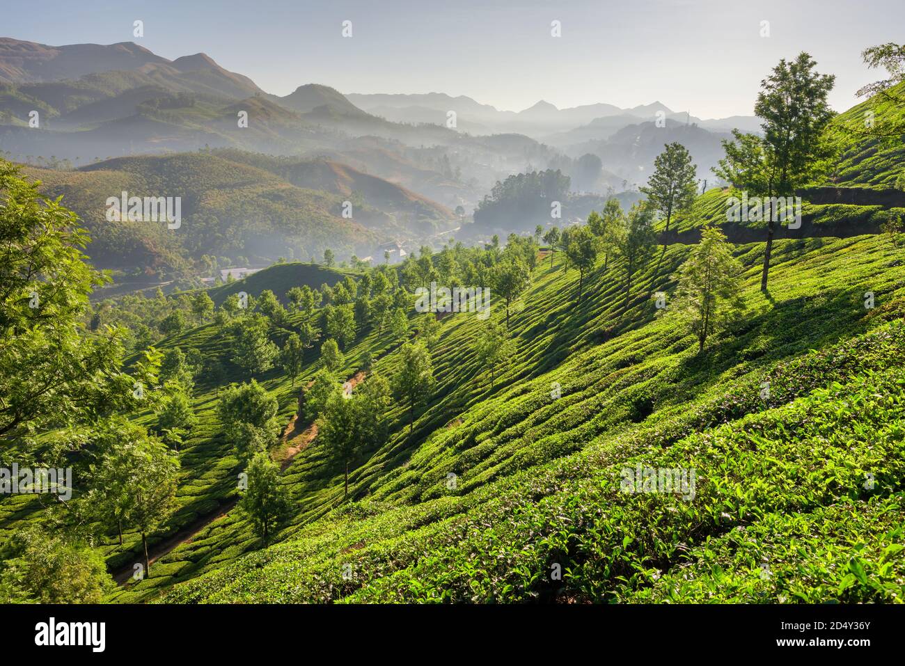 Le piantagioni di tè in Munnar Kerala, India Foto Stock