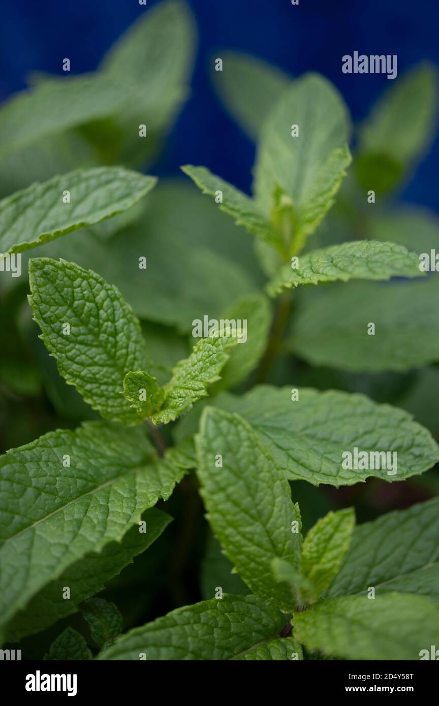 pianta di menta verde Foto Stock