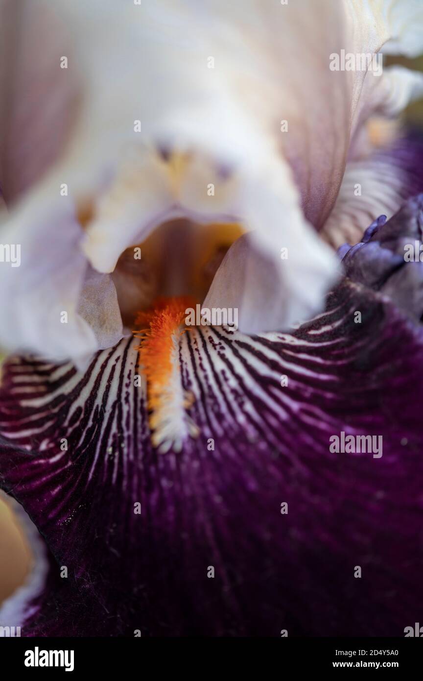 Fiore di Iris Foto Stock