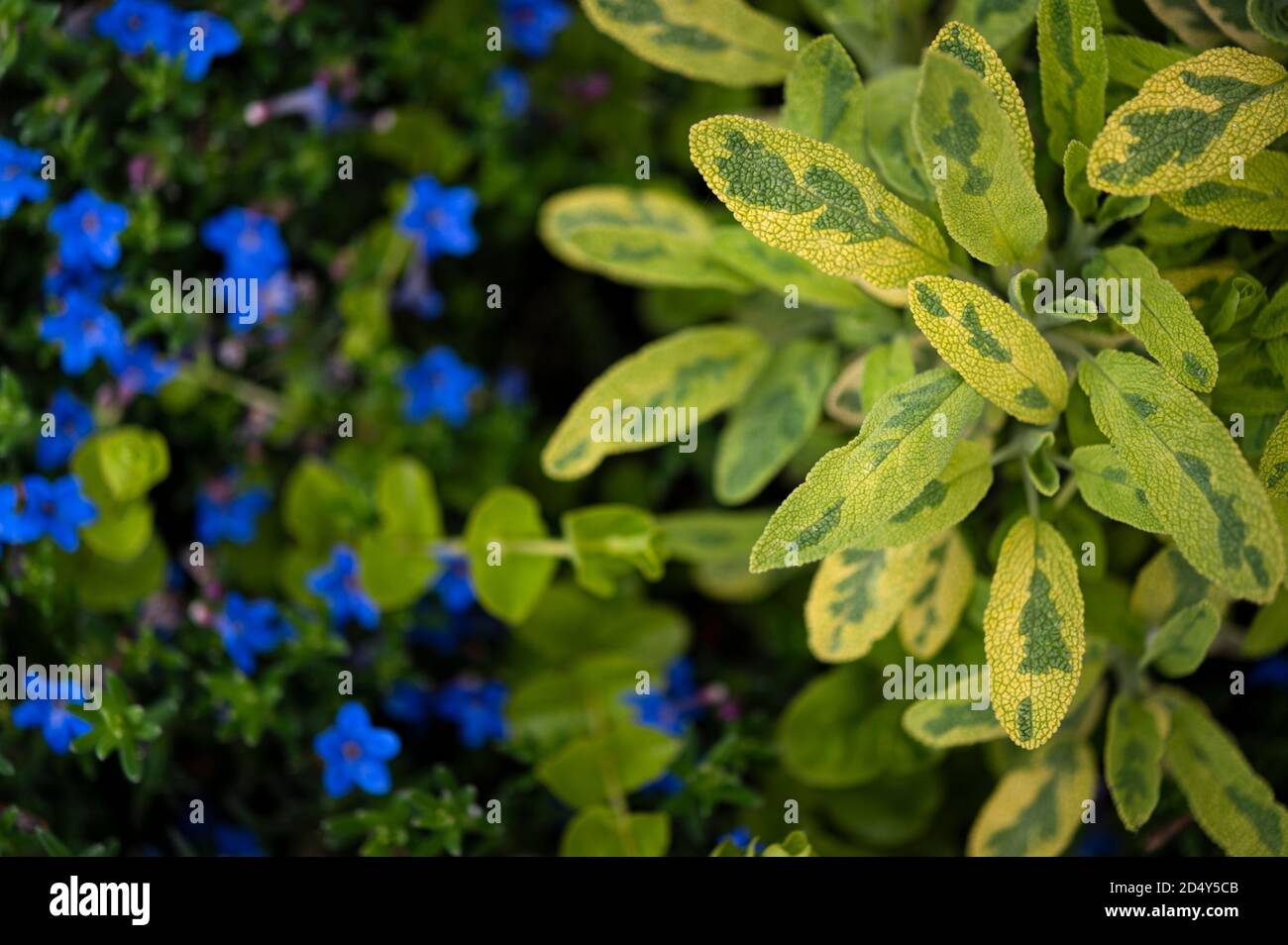 verde e giallo salvia erba vicino litho dora fiori Foto Stock