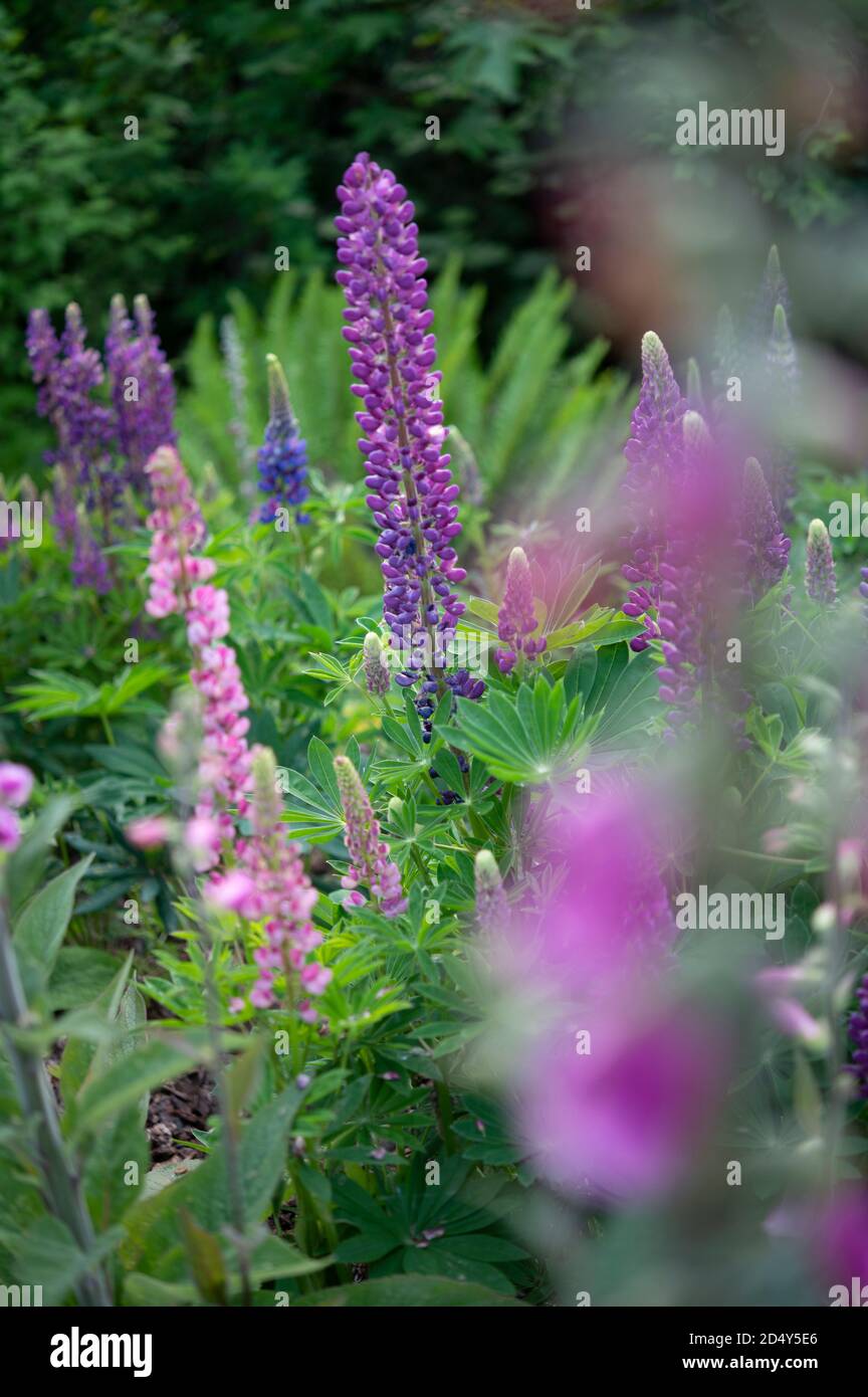 lupini che fioriscono in primavera Foto Stock