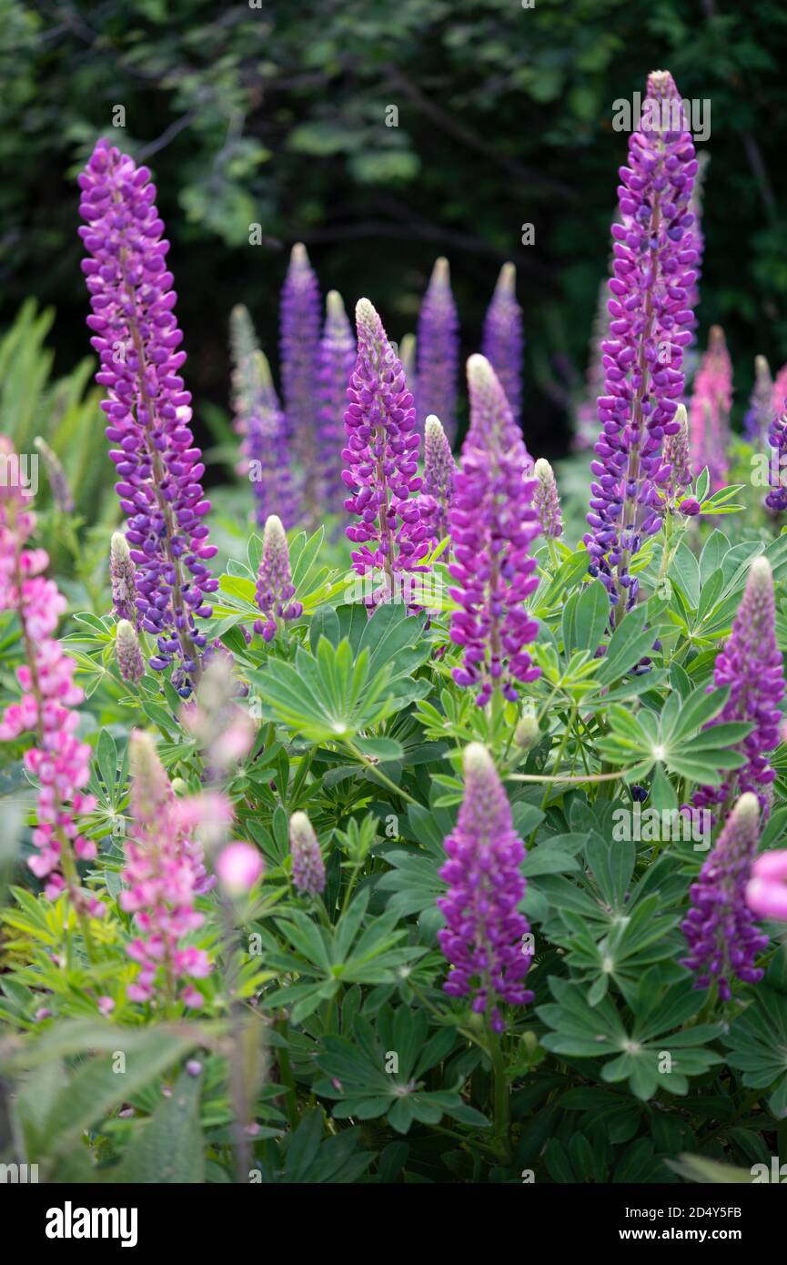 lupini che fioriscono in primavera Foto Stock