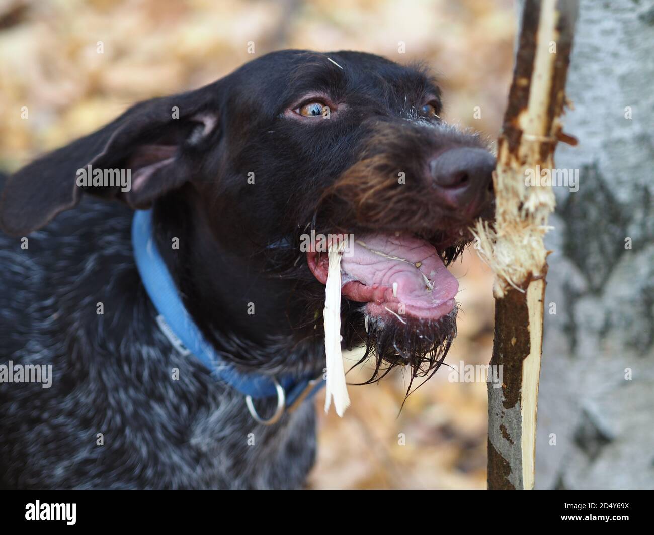 Un cane da allevamento gnaws ad un albero nella foresta. Foto Stock