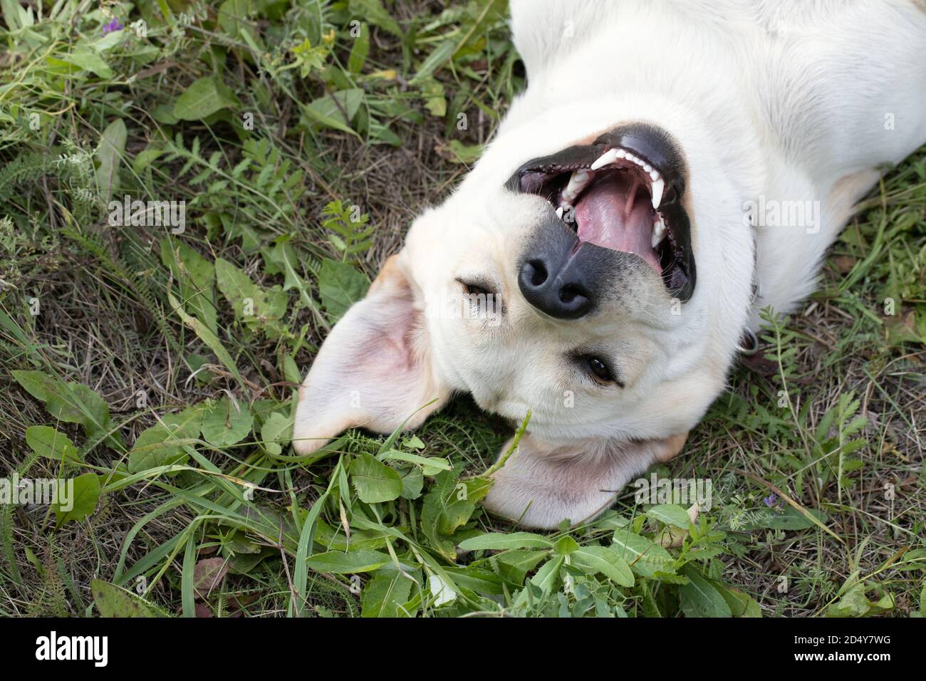 Sorridente cane carino che si posa in erba verde come spighe conigliate. Animale domestico emozionale felice e ridente all'aperto Foto Stock