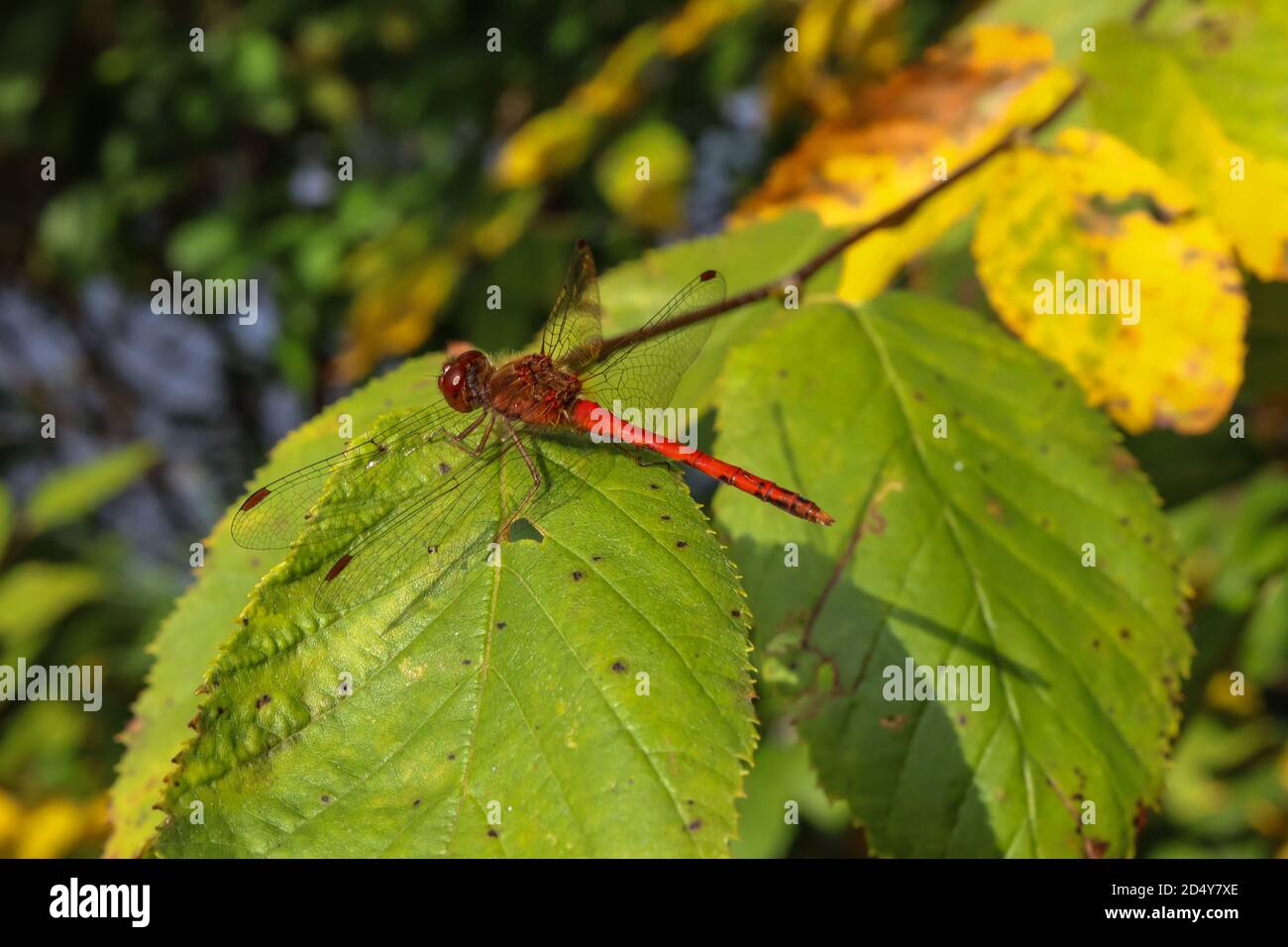 Un Meadowhawk (Sympetrum obtrusum) di faccia bianca maschio si trova su una pianta nella Pennsylvania settentrionale. Il maschio di questa specie di libellula è rosso brillante. Foto Stock