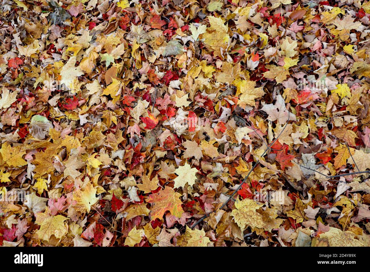 Immagine di sfondo, struttura o materiale che mostra il fogliame autunnale del Vermont che copre il terreno. Le foglie colorate si diffondono uniformemente sull'immagine. Foto Stock