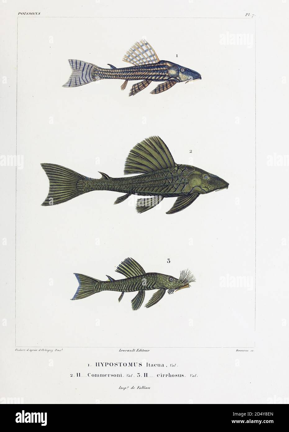Il genere Hypostomus è un genere di pesce gatto della famiglia  Loricariidae. Sono native del Sud America tropicale e subtropicale. H.  plecostomus è il famoso pesce dell'acquario d'acqua dolce precedentemente  conosciuto come