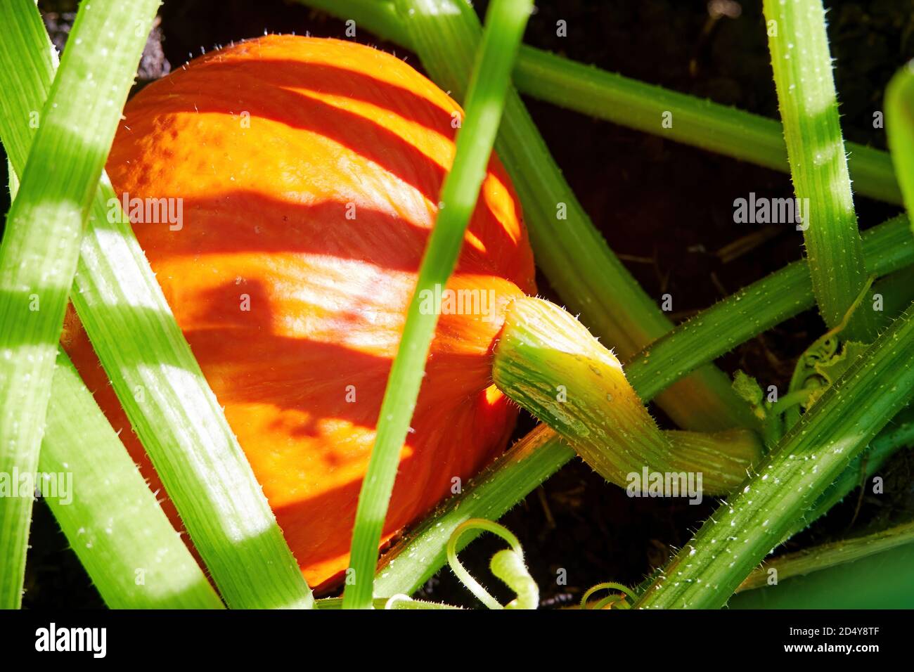 Zucca arancione vivace pronta per la cena di Halloween. Verdure crude in giardino Foto Stock