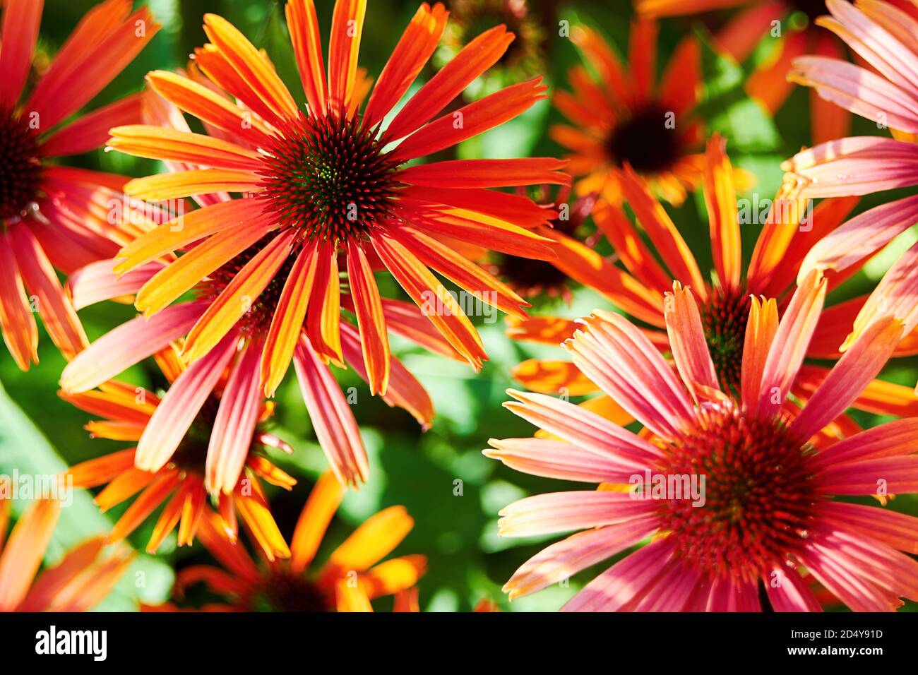 Molti vivaci fiori rudbeckia sul prato estivo. Sfondi e sfondi floreali e a base di erbe Foto Stock