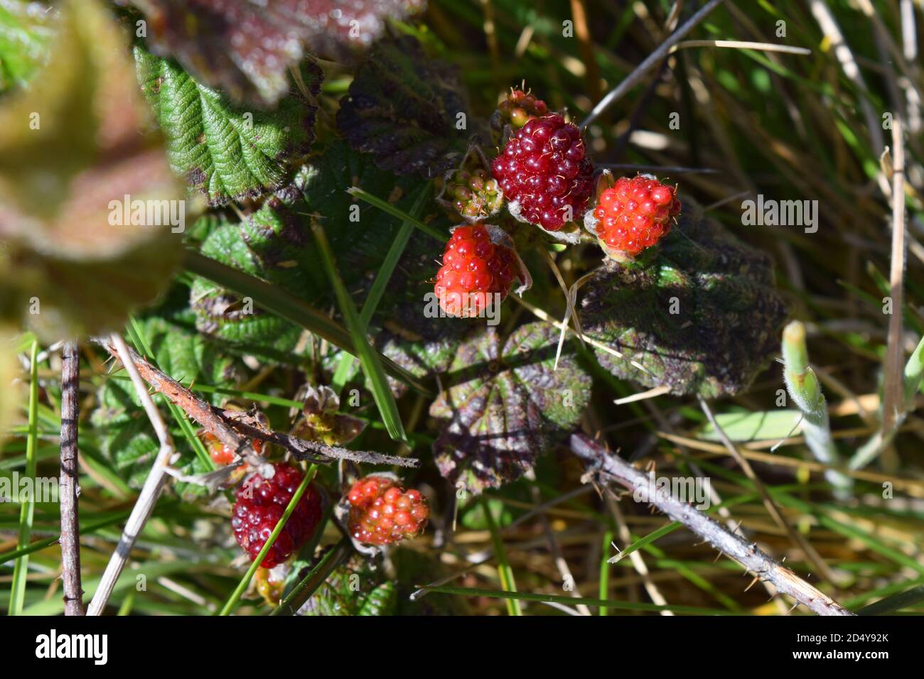 Pacific BlackBerry (Rubus Ursinus) si sta crescendo accanto a un sentiero. Foto Stock