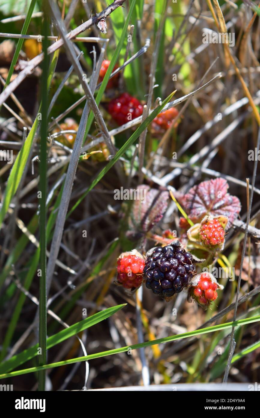 Pacific BlackBerry (Rubus Ursinus) si sta crescendo accanto a un sentiero. Foto Stock