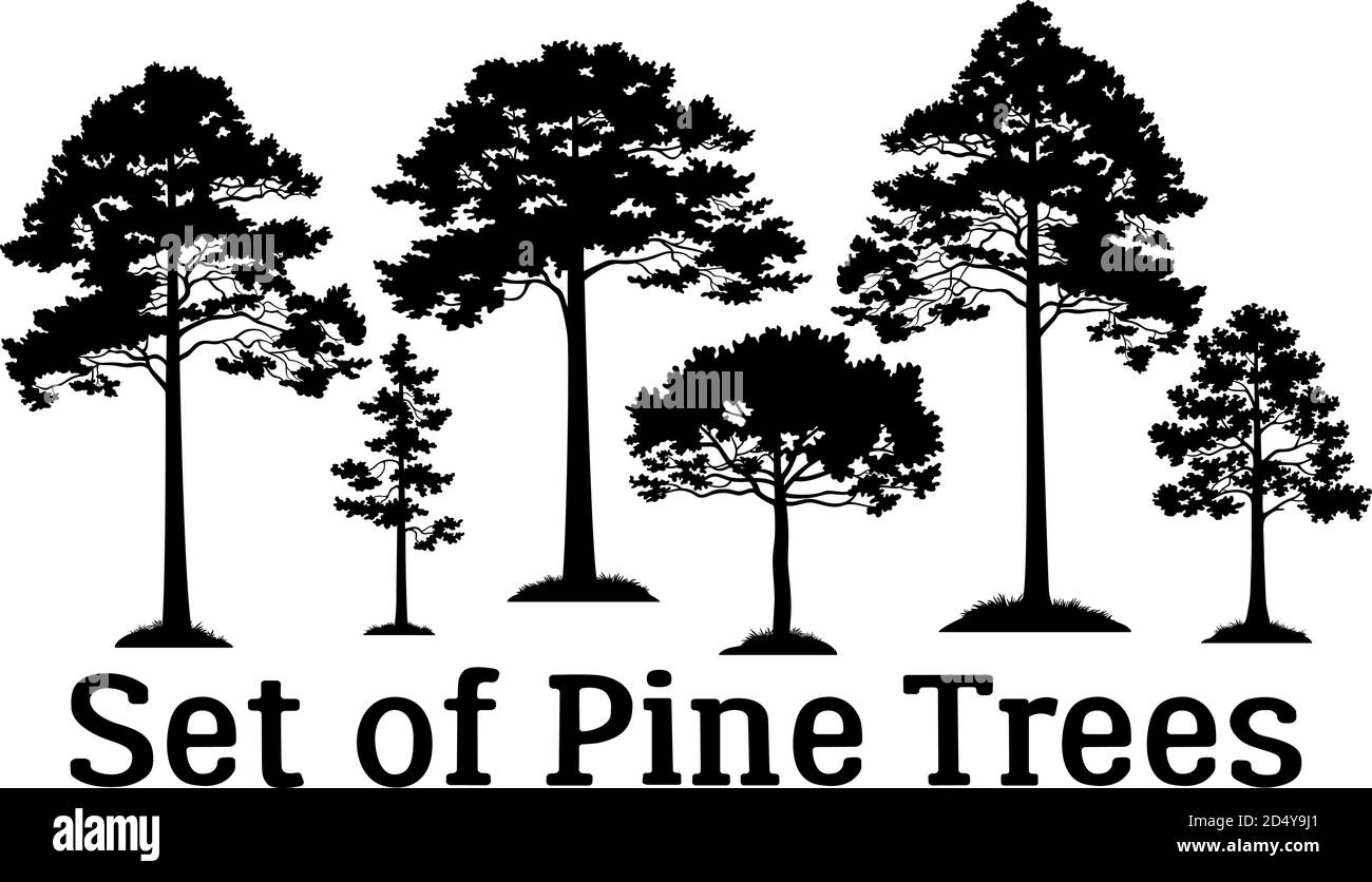 Set Pine Trees Silhouette nere isolato su sfondo bianco. Vettore Illustrazione Vettoriale