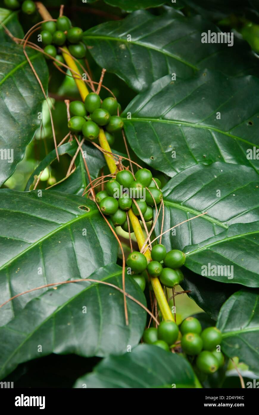 Vicino di piantagione di caffè fresco in una pineta, agricoltura biologica. Foto Stock