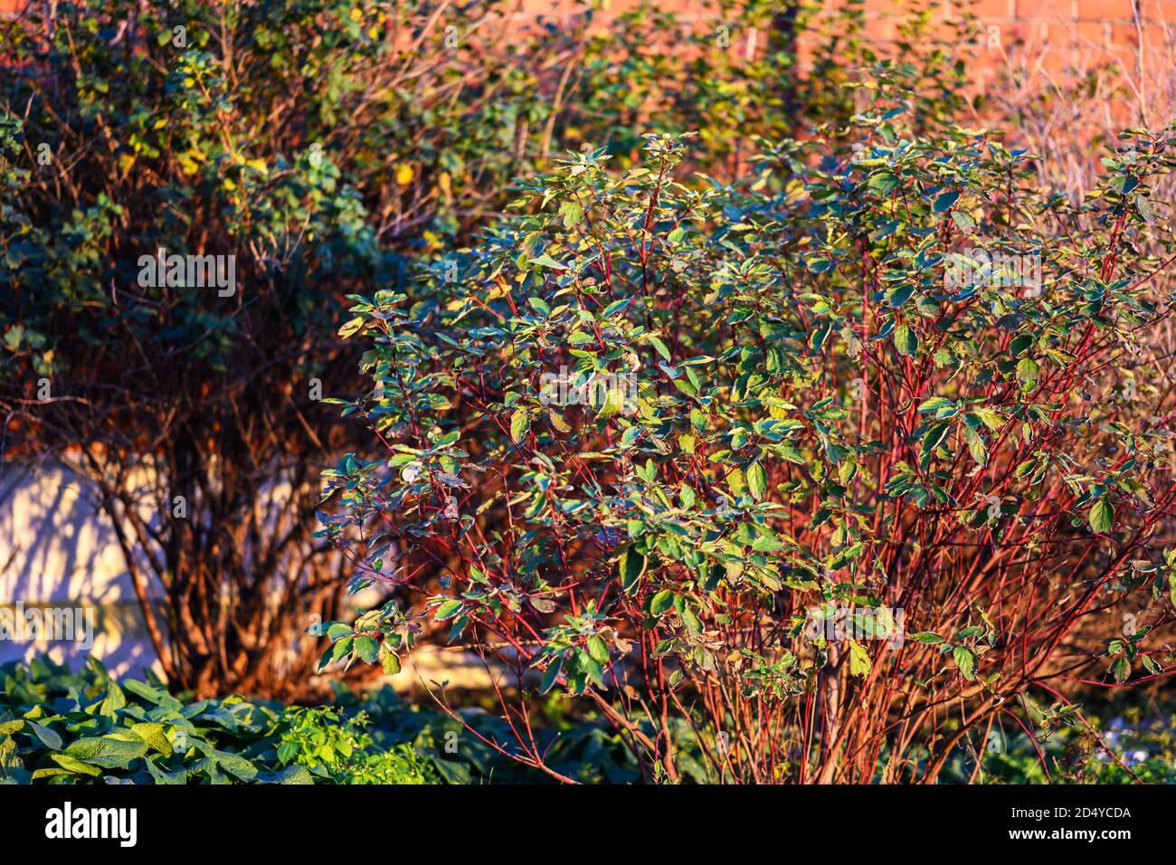 Cespugli nella stagione autunnale. Messa a fuoco selettiva con profondità di campo ridotta. Foto Stock