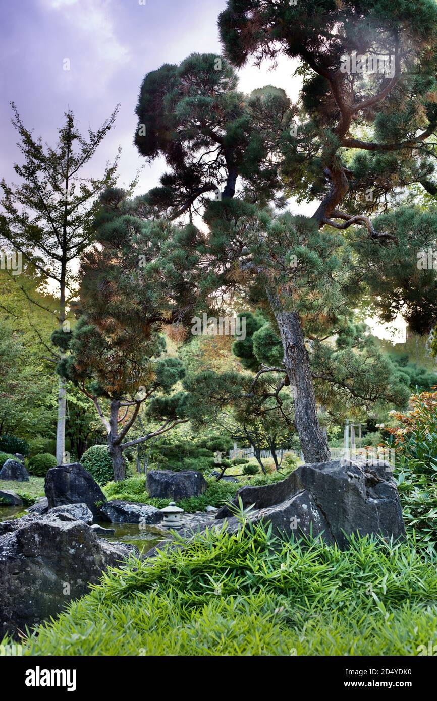 Albero all'interno di un giardino giapponese Foto Stock