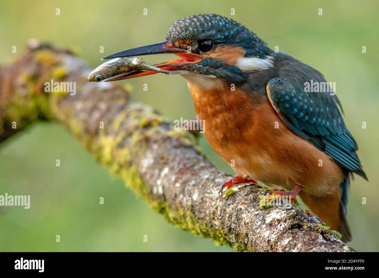 Kingfisher Foto Stock
