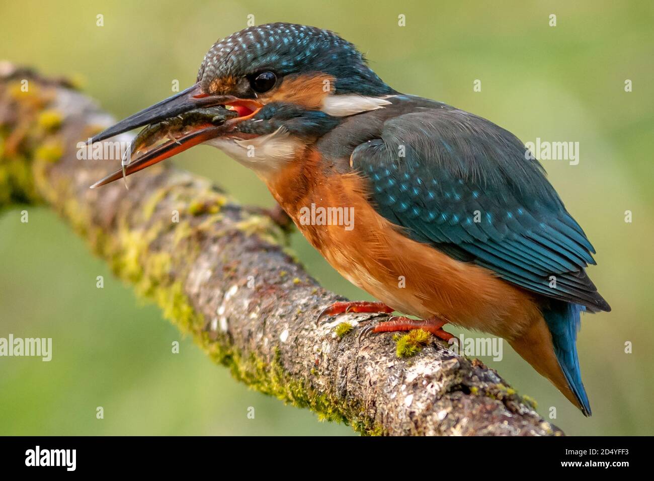 Kingfisher Foto Stock