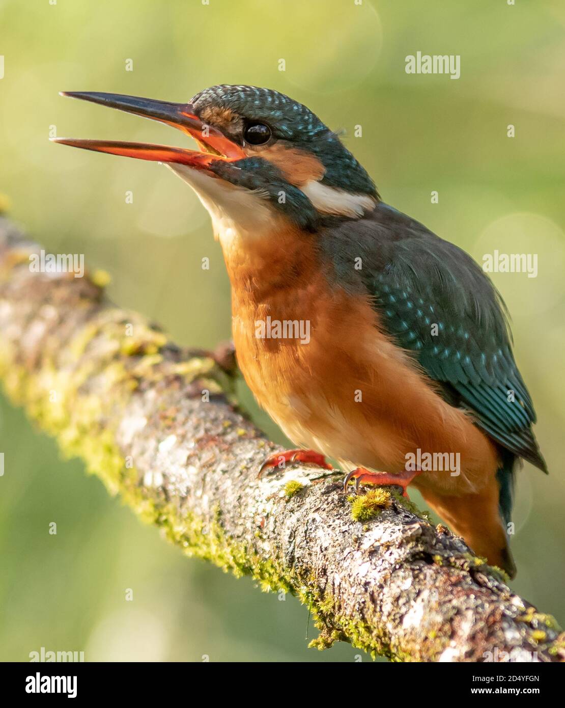 Kingfisher Foto Stock